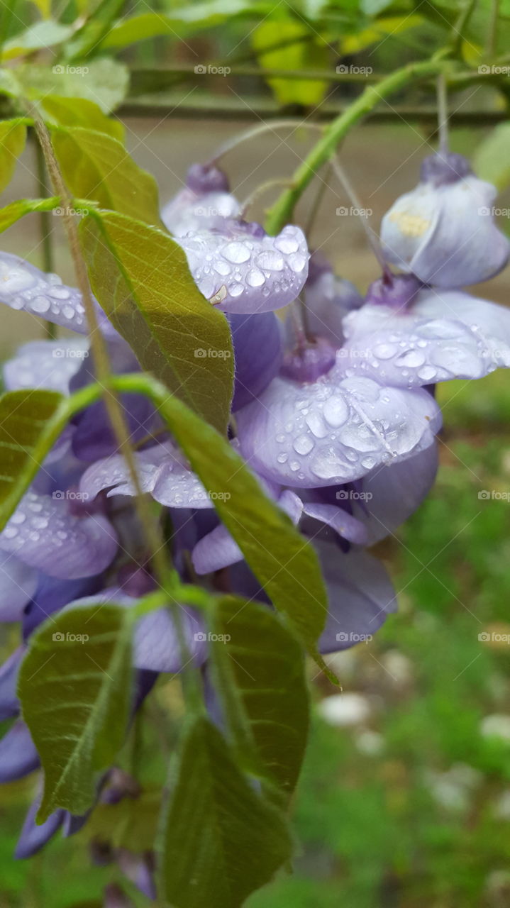 Wisteria flower with water drops