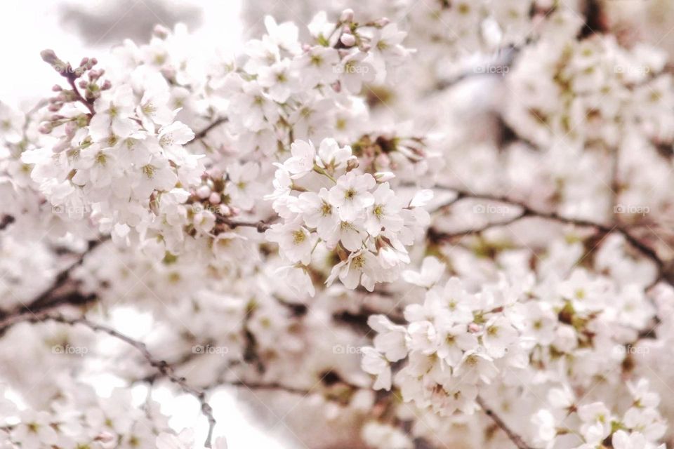 Blooming white cherry tree
