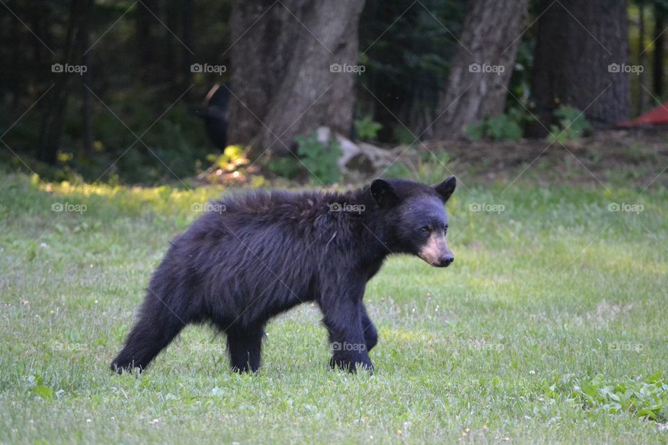 Maine Black Bear