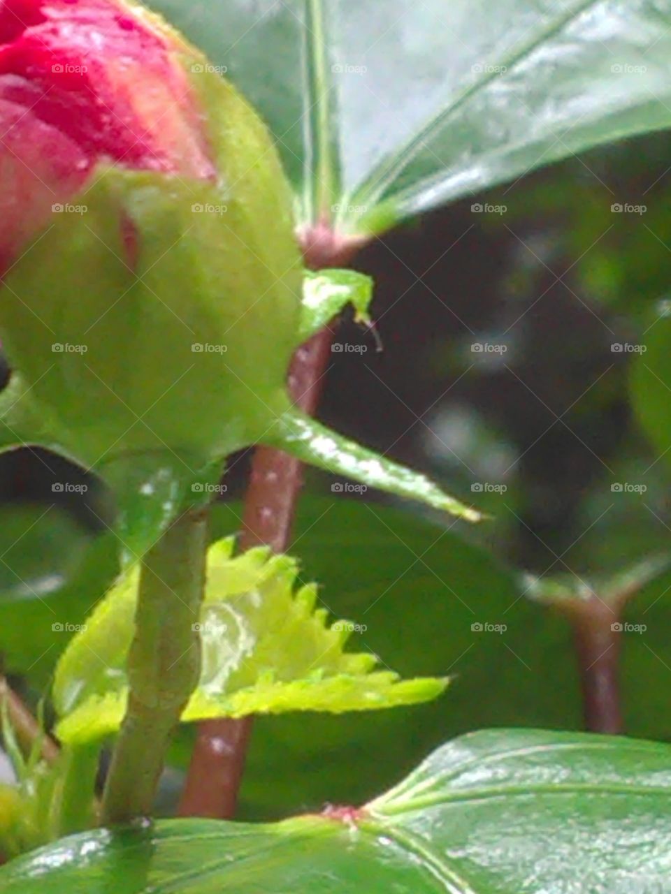 The particle of the pollen coming out of the flowers of gully's.