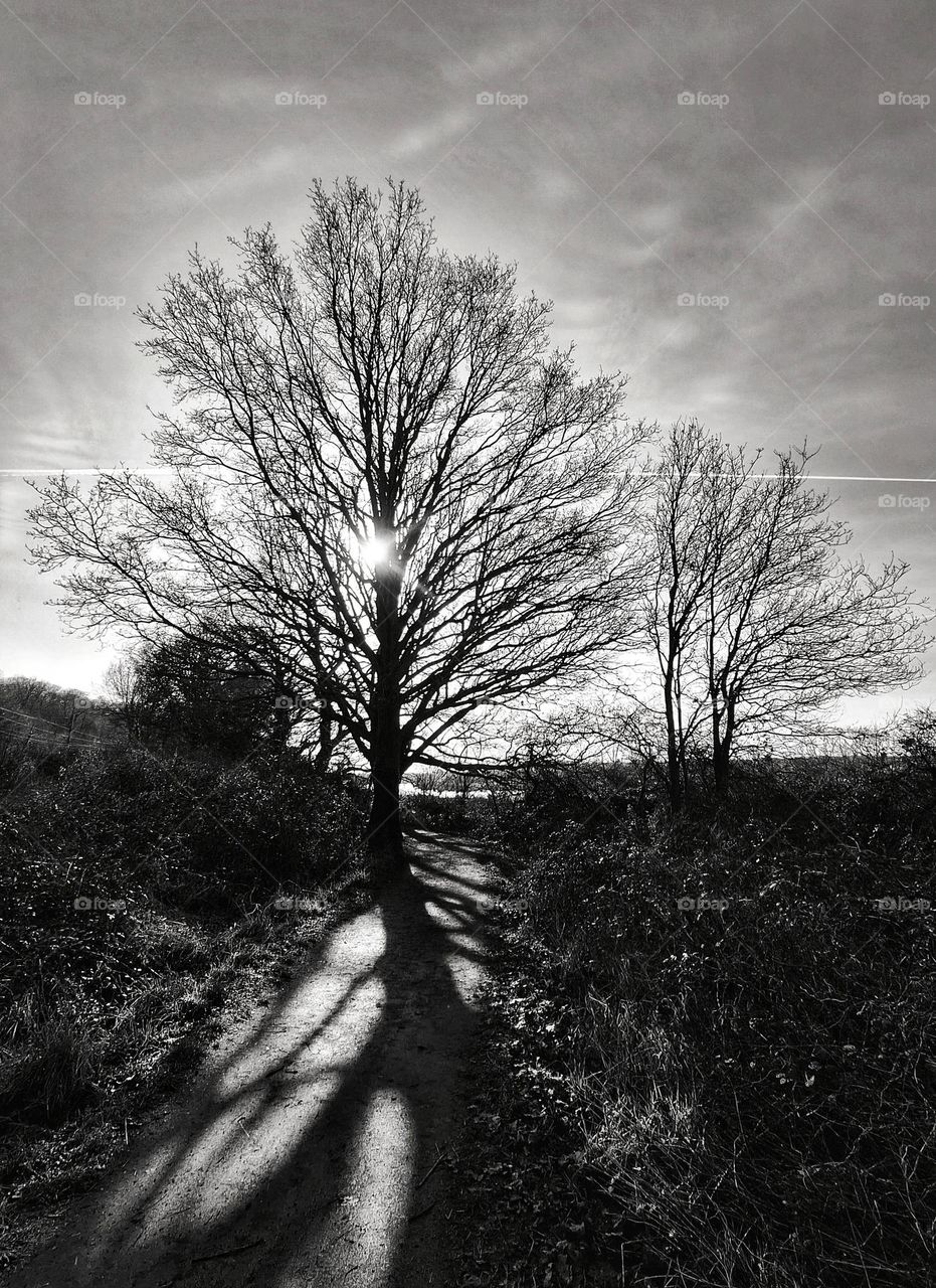 Black and white image taken on the Wivenhoe trail, River Colne, Essex with the sun showing through bare winter trees, creating shadows on the path and reflecting on the river in the background