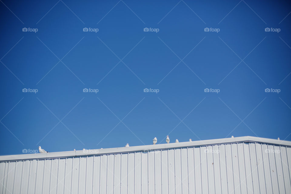 White birds resting on top of a white boat house with a clear, bright, blue sky and lots of negative space. 