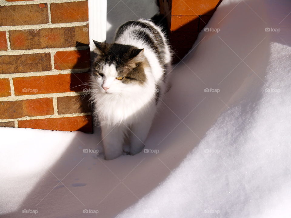 Cat, Portrait, Mammal, Pet, Animal