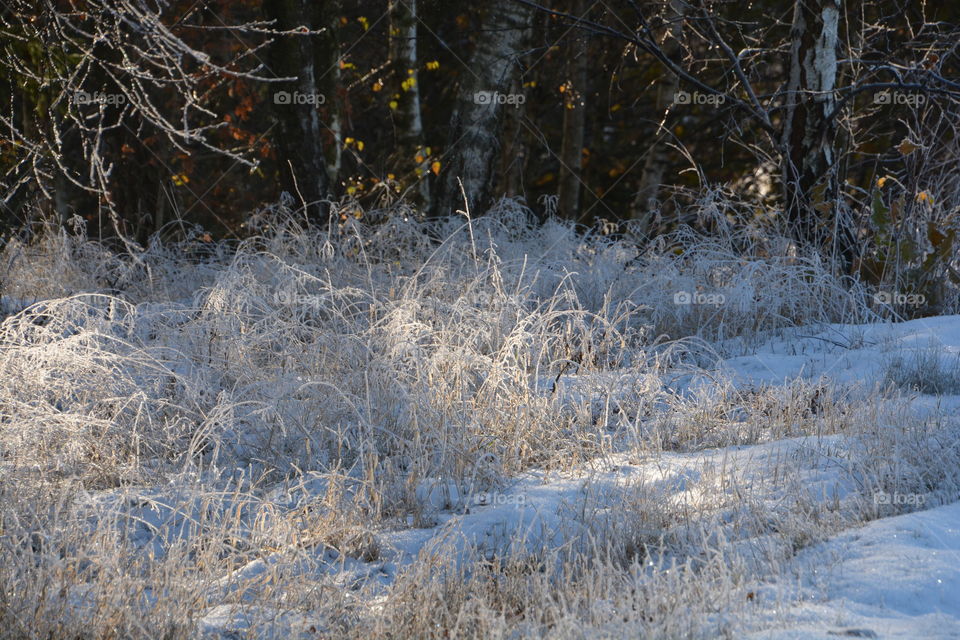 Winter in Skåne, Sweden