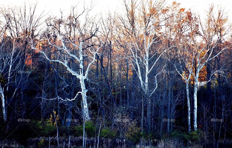 trees fall sky season Prairie Oaks Park Ohio