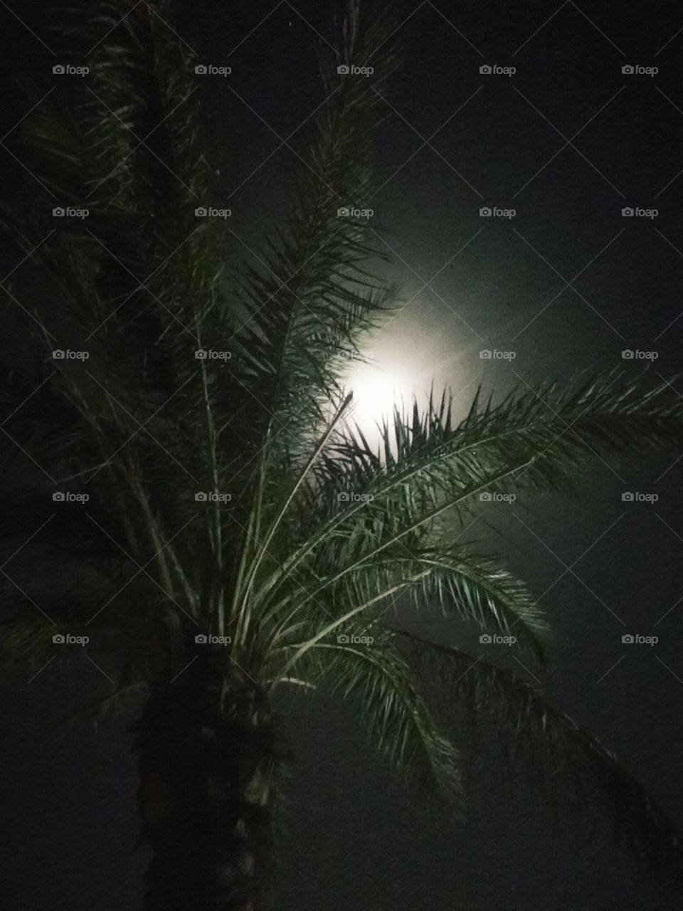 Palm tree with moon light and dark sky background