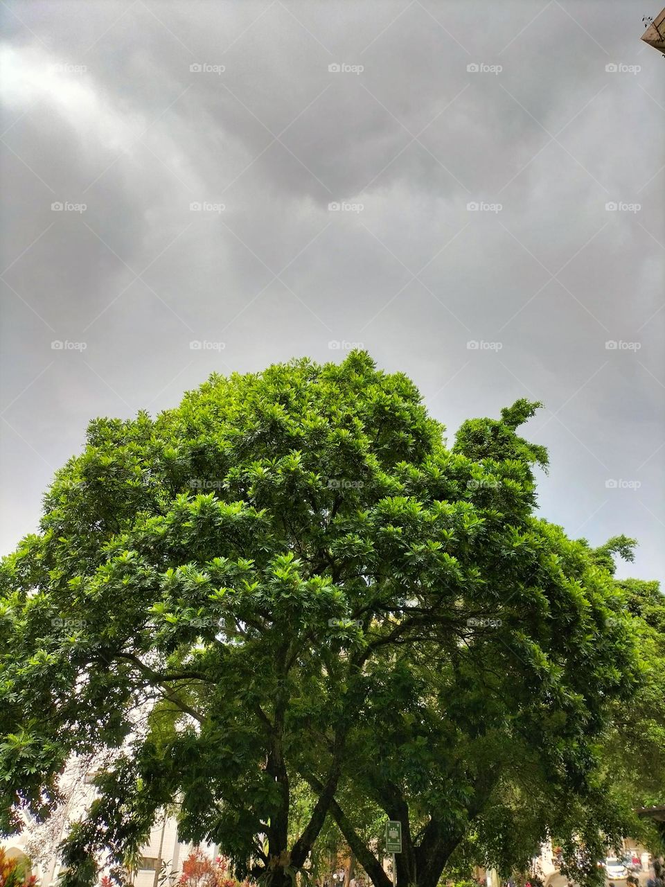 a large tree that has dense green leaves