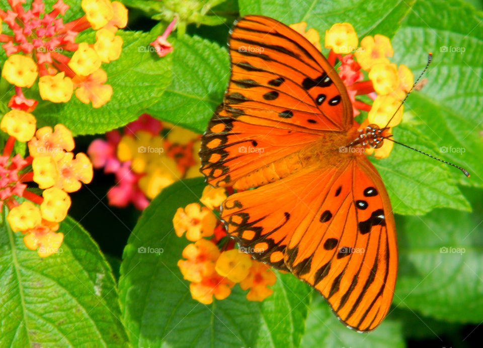 Butterfly pollinating on flower