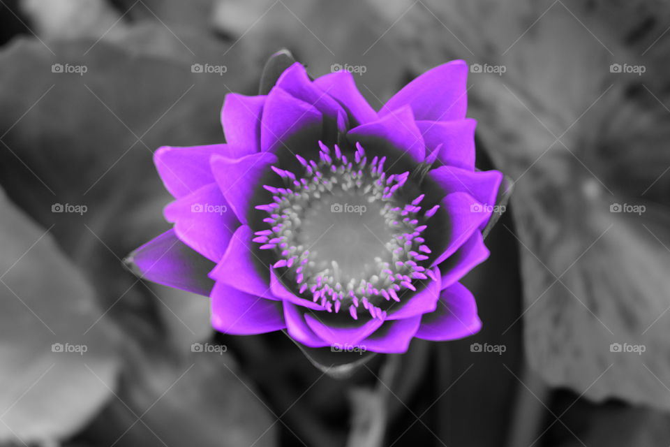 Beautiful purple Lotus