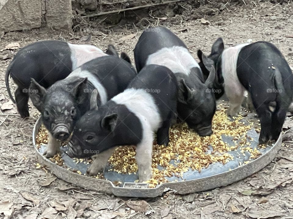 Hampshire baby pigs eating their food on a trash can lid.