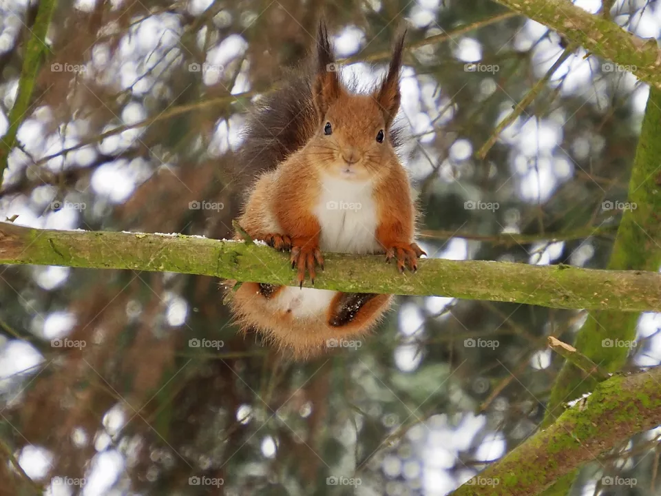 Squirrel