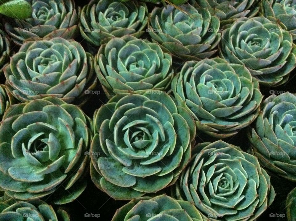 Texture, Cactus, Pattern, Flower, Succulent