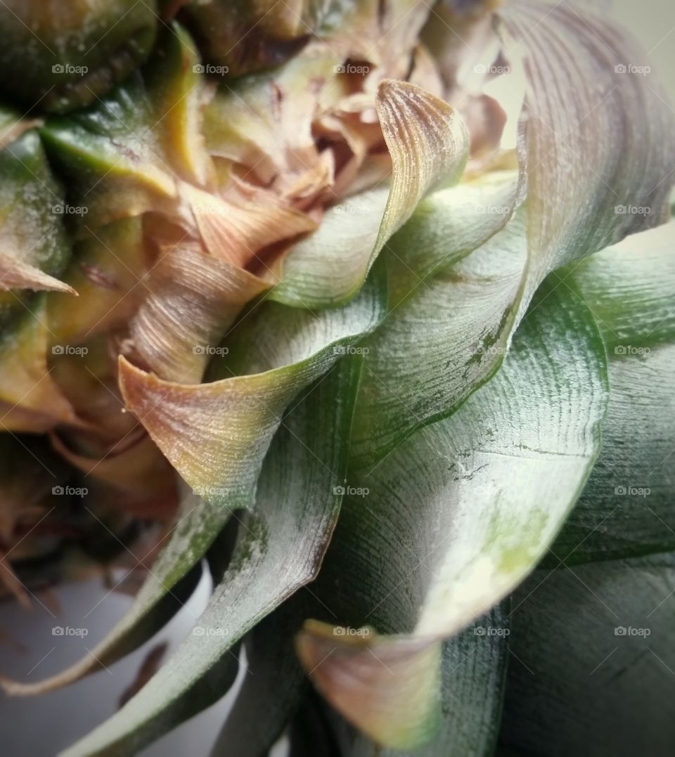 Textures of a Pineapple Closeup