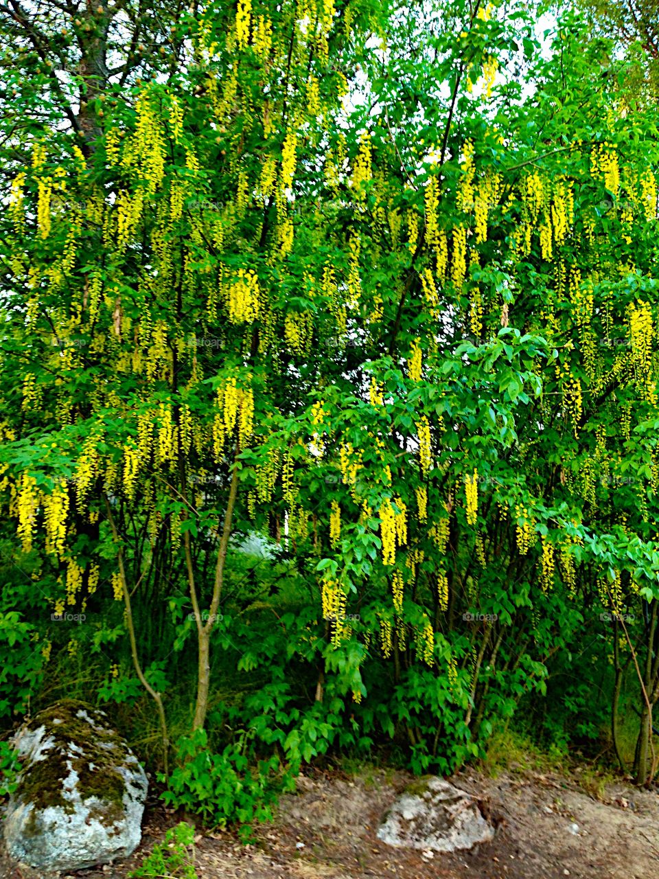 Beautiful yellows flowers in the tree!