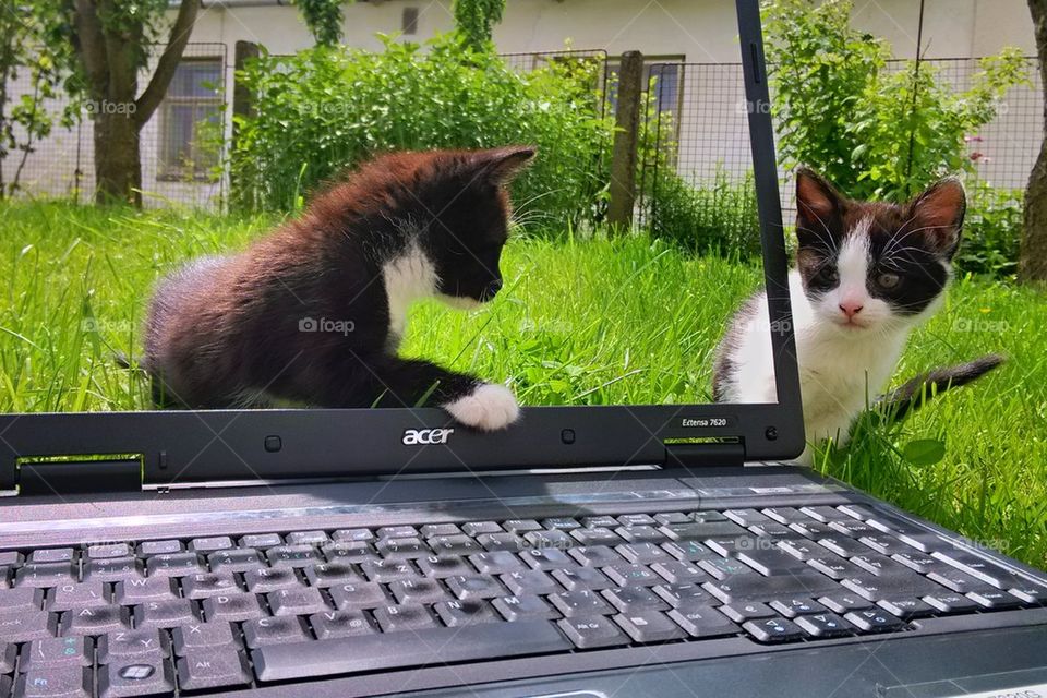 acer cat