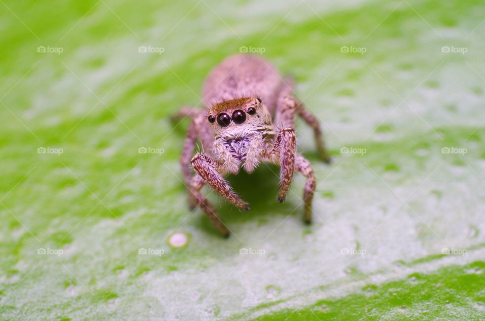Macro shot of a jumping spider.
