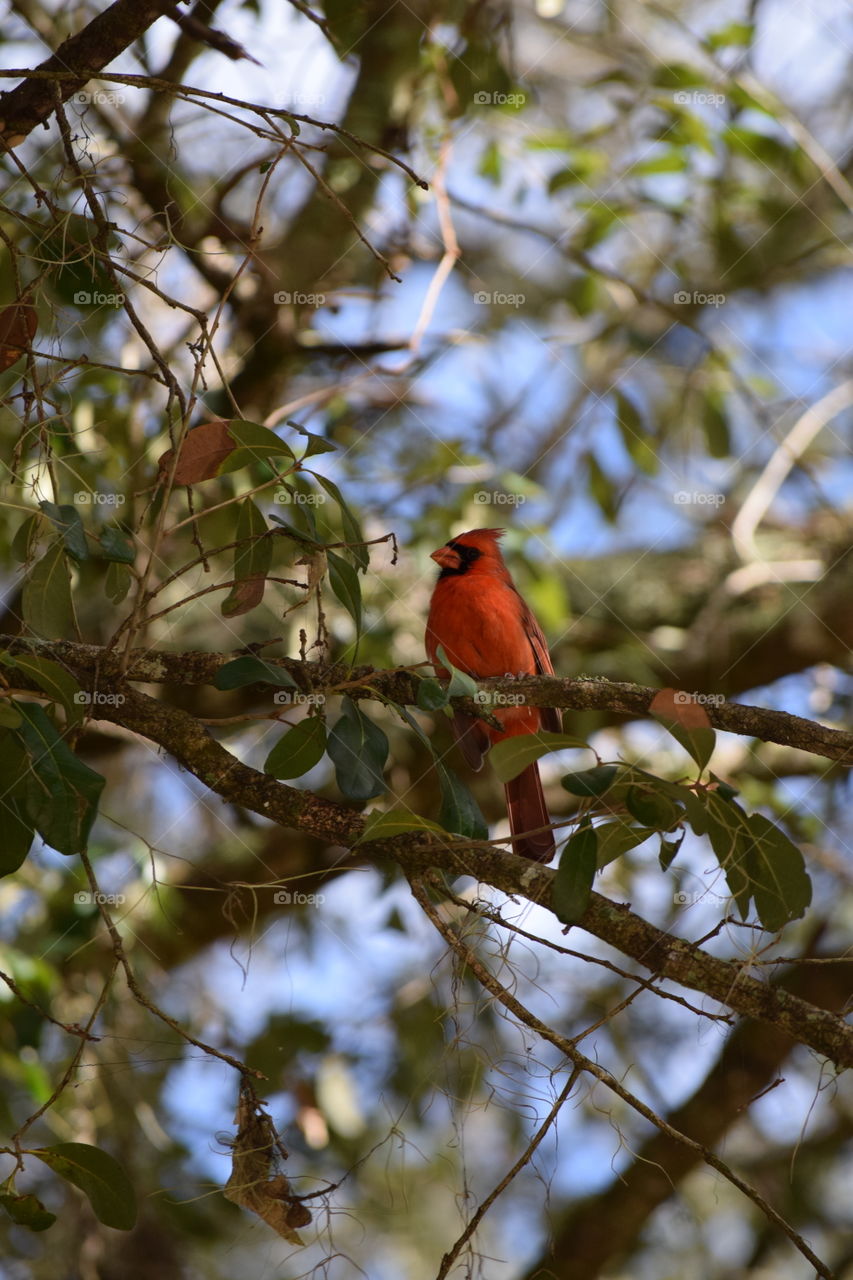 Bird perching on tree branch