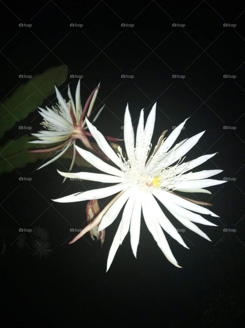 White colour flower in the dark