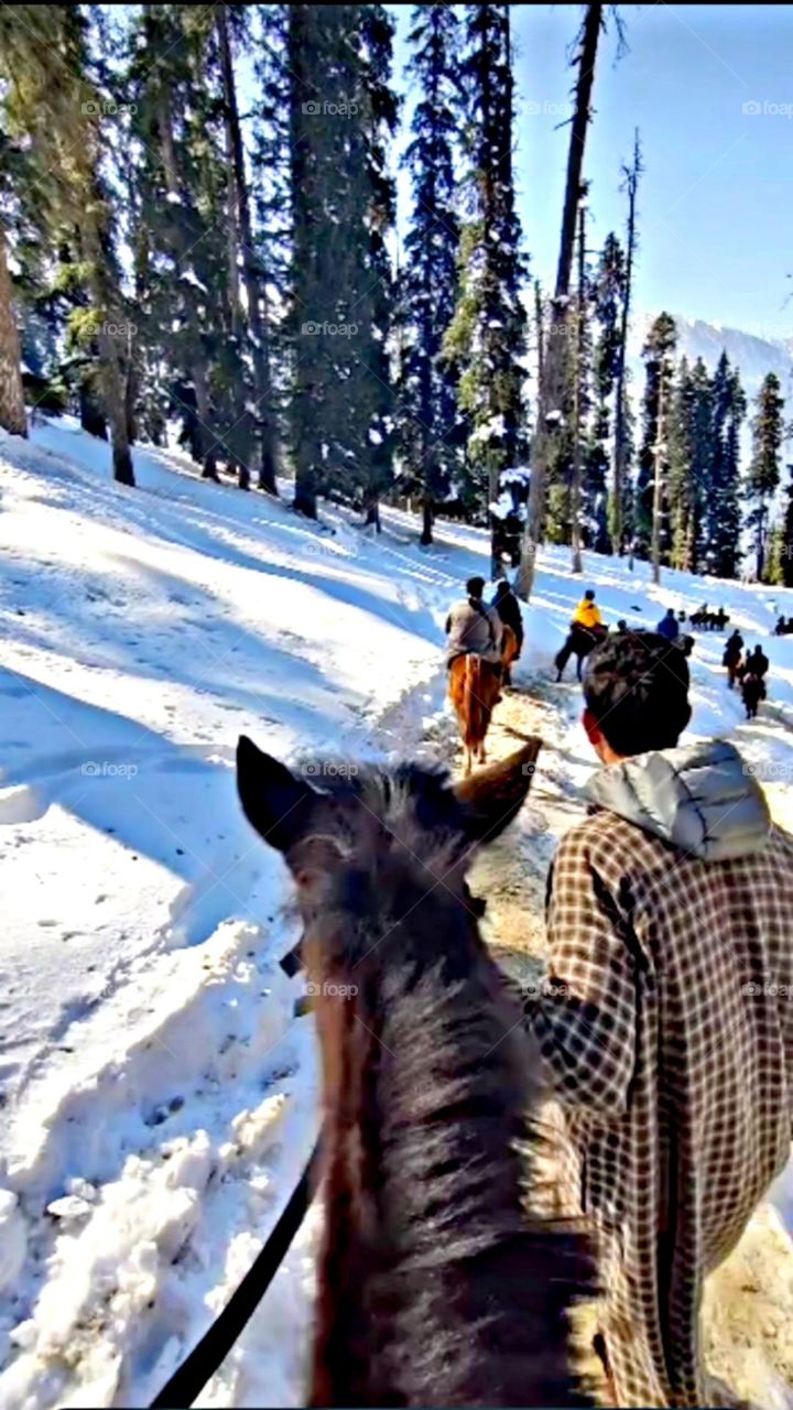 kashmir nature with foggy background