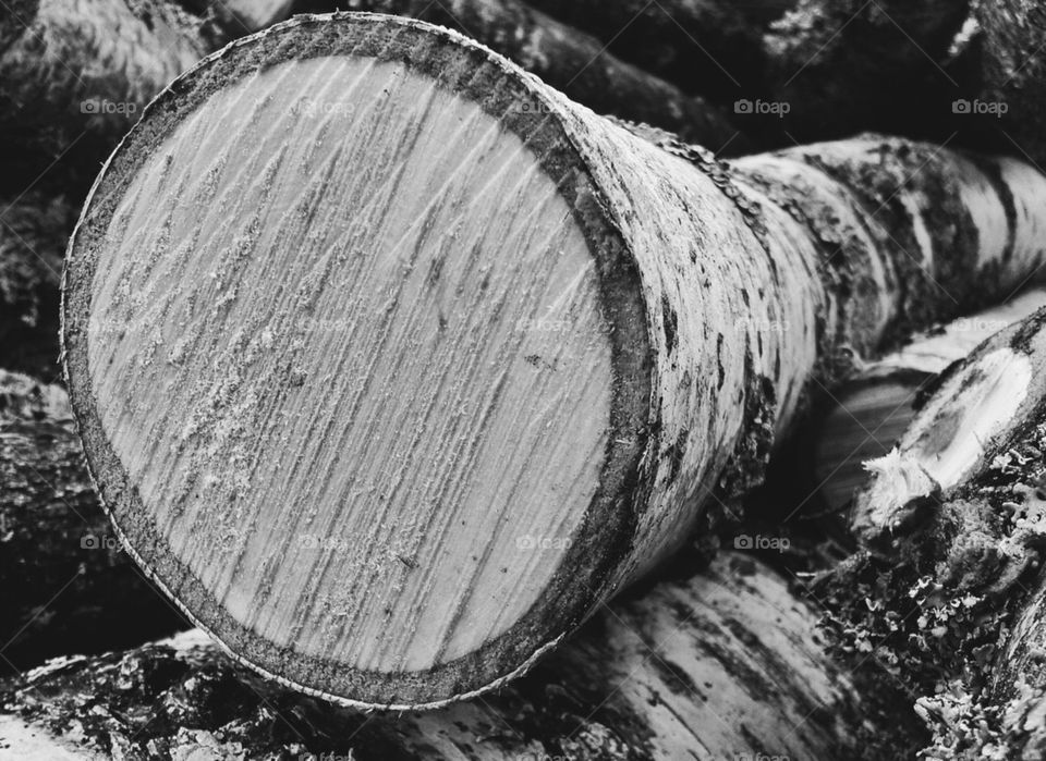 Birch log