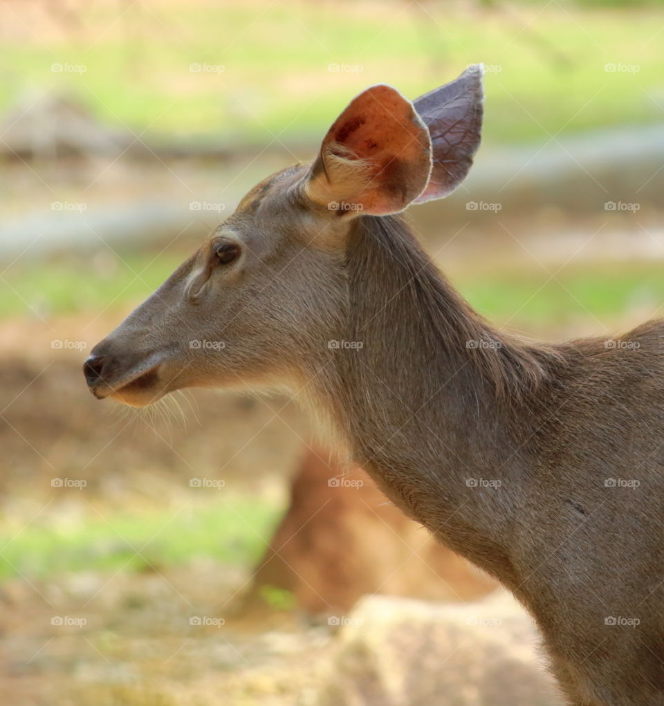 Samber deer