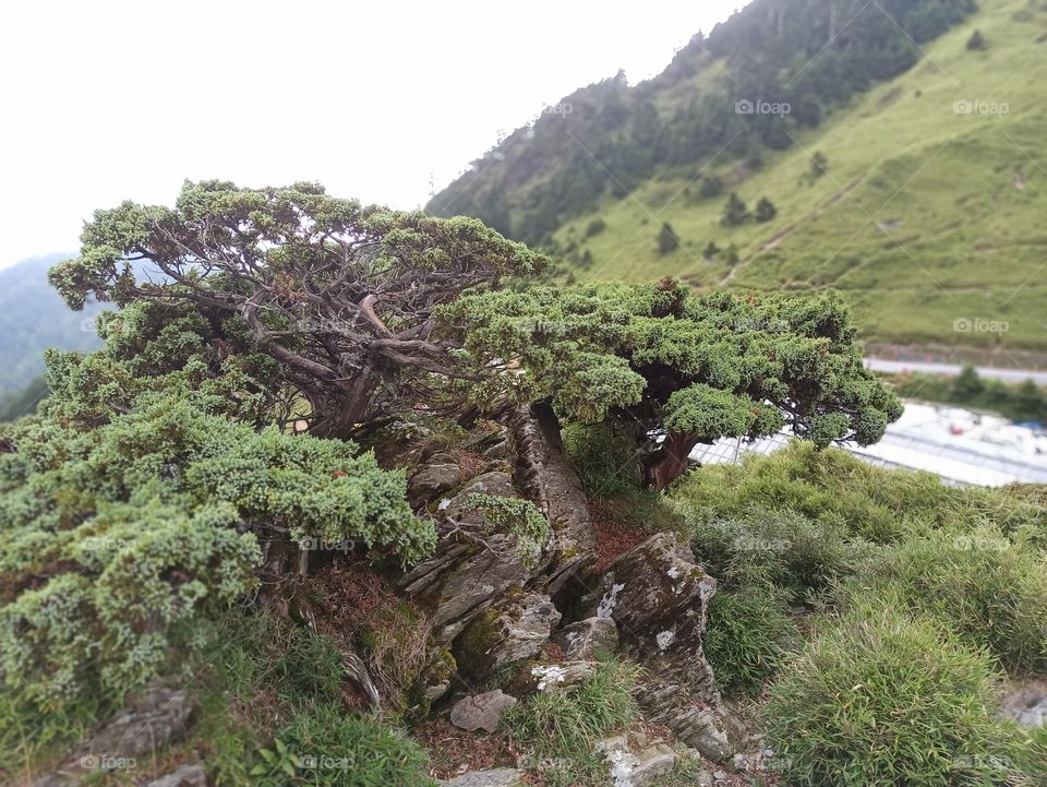 Portrait of a cypress.
