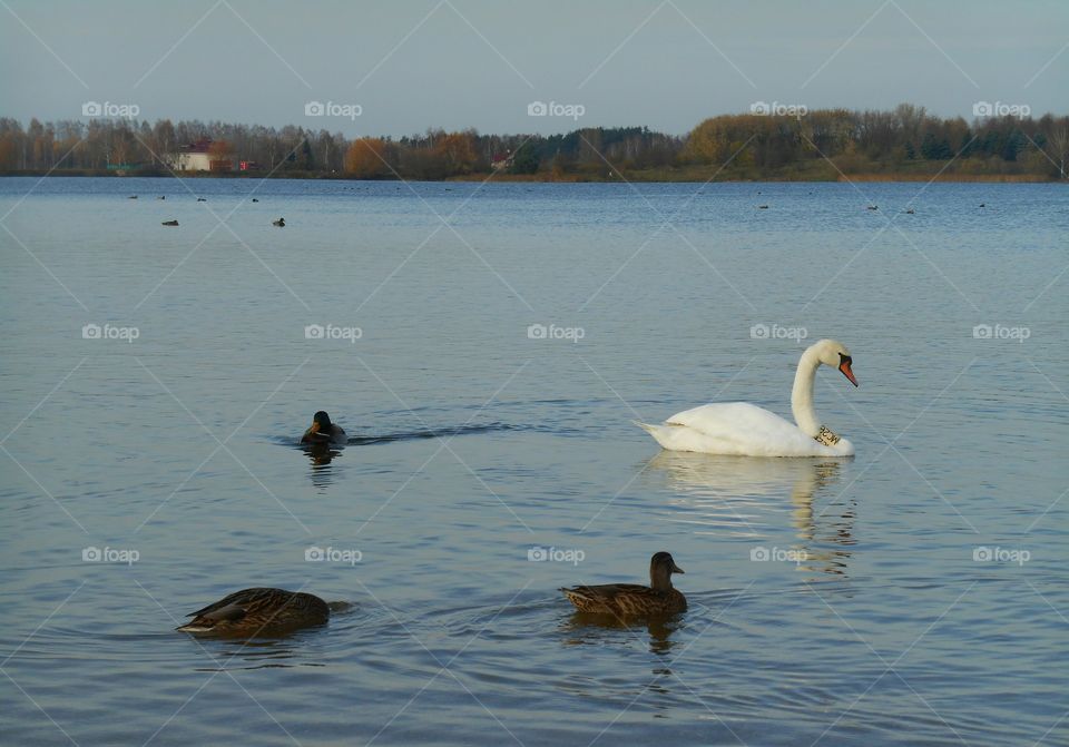 Swan, Lake, Bird, Waterfowl, Duck