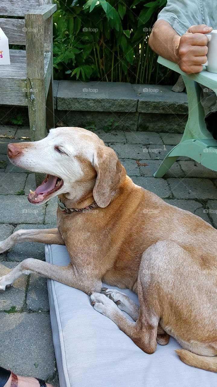 Dogs of the USA! Yawning dog.