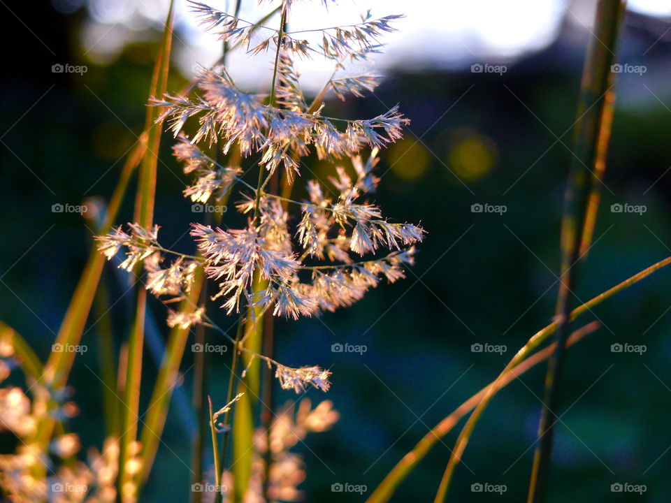 Nature's wonder in Berlin