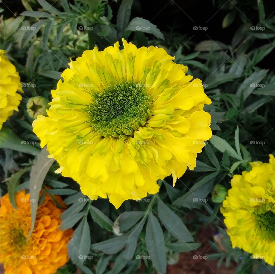 Yellows flowerita