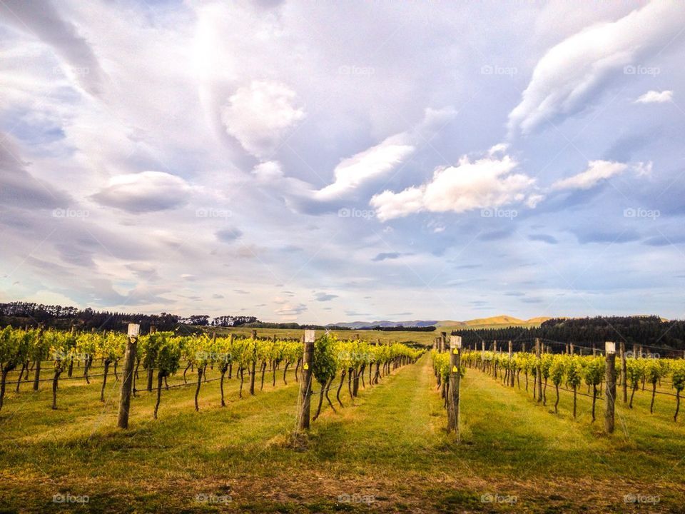 Vineyard in New Zealand