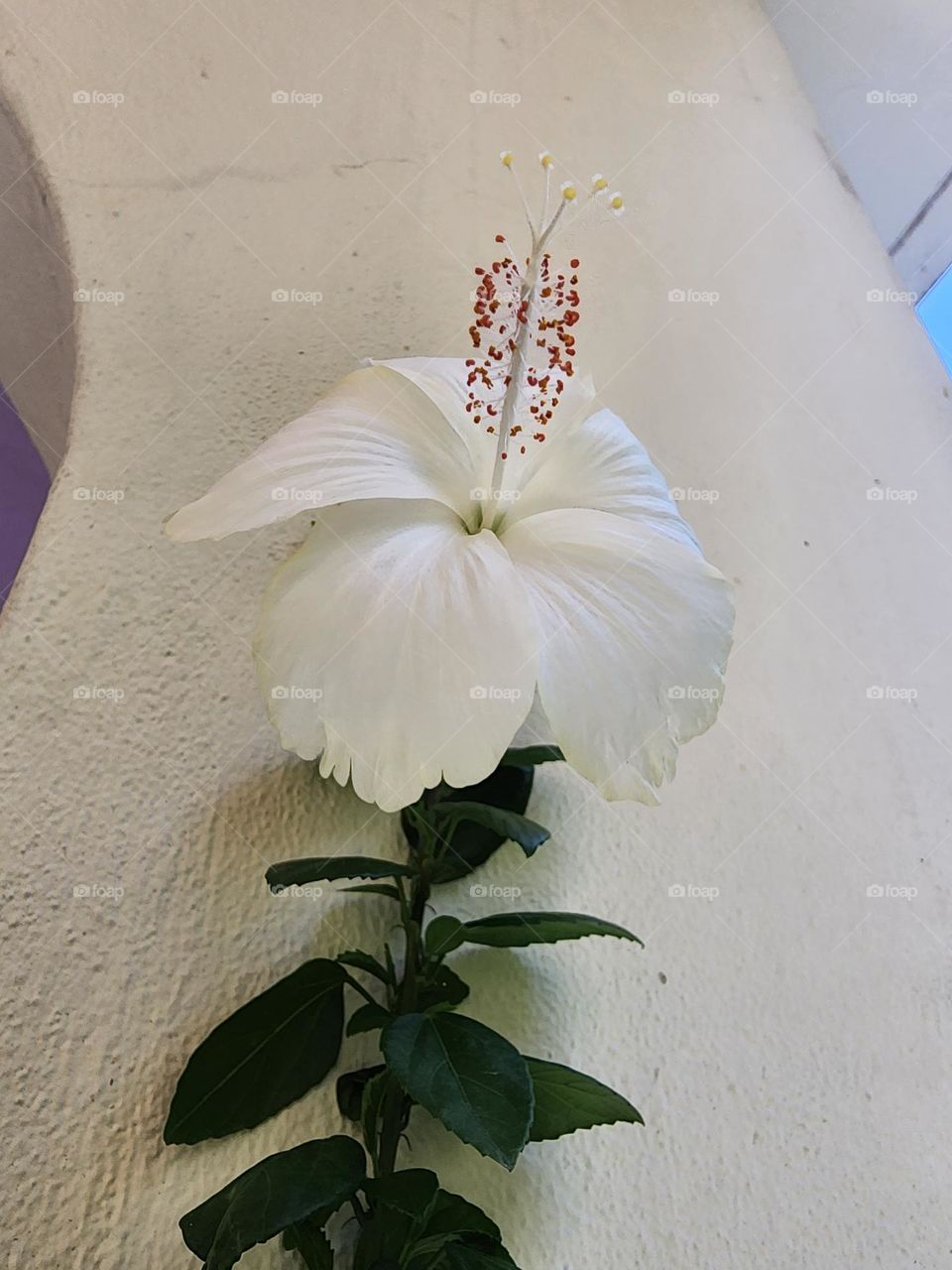 exotic white hibiscus