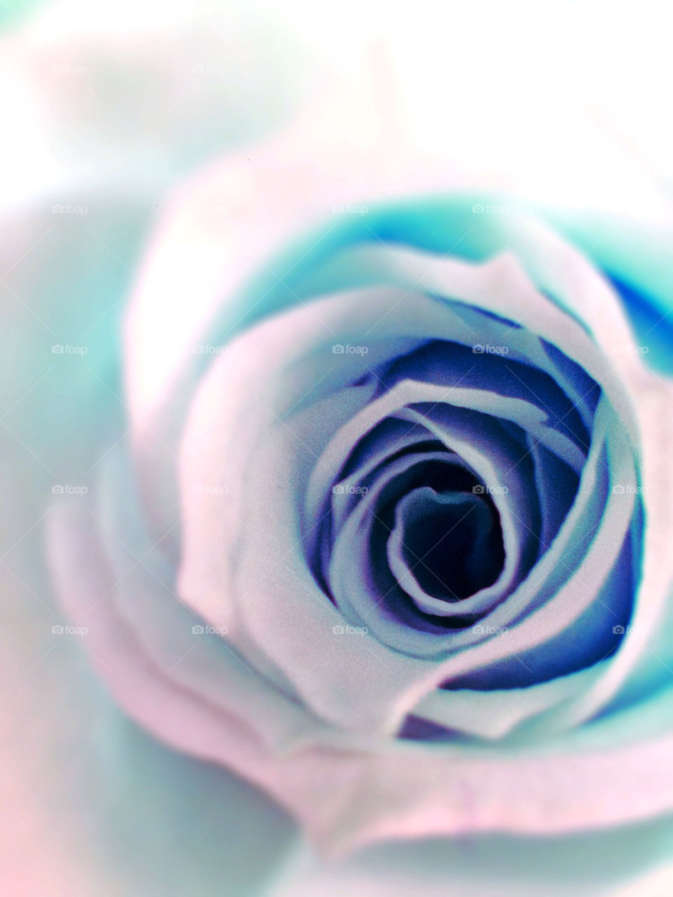 flower macro closeup blue by cyrano