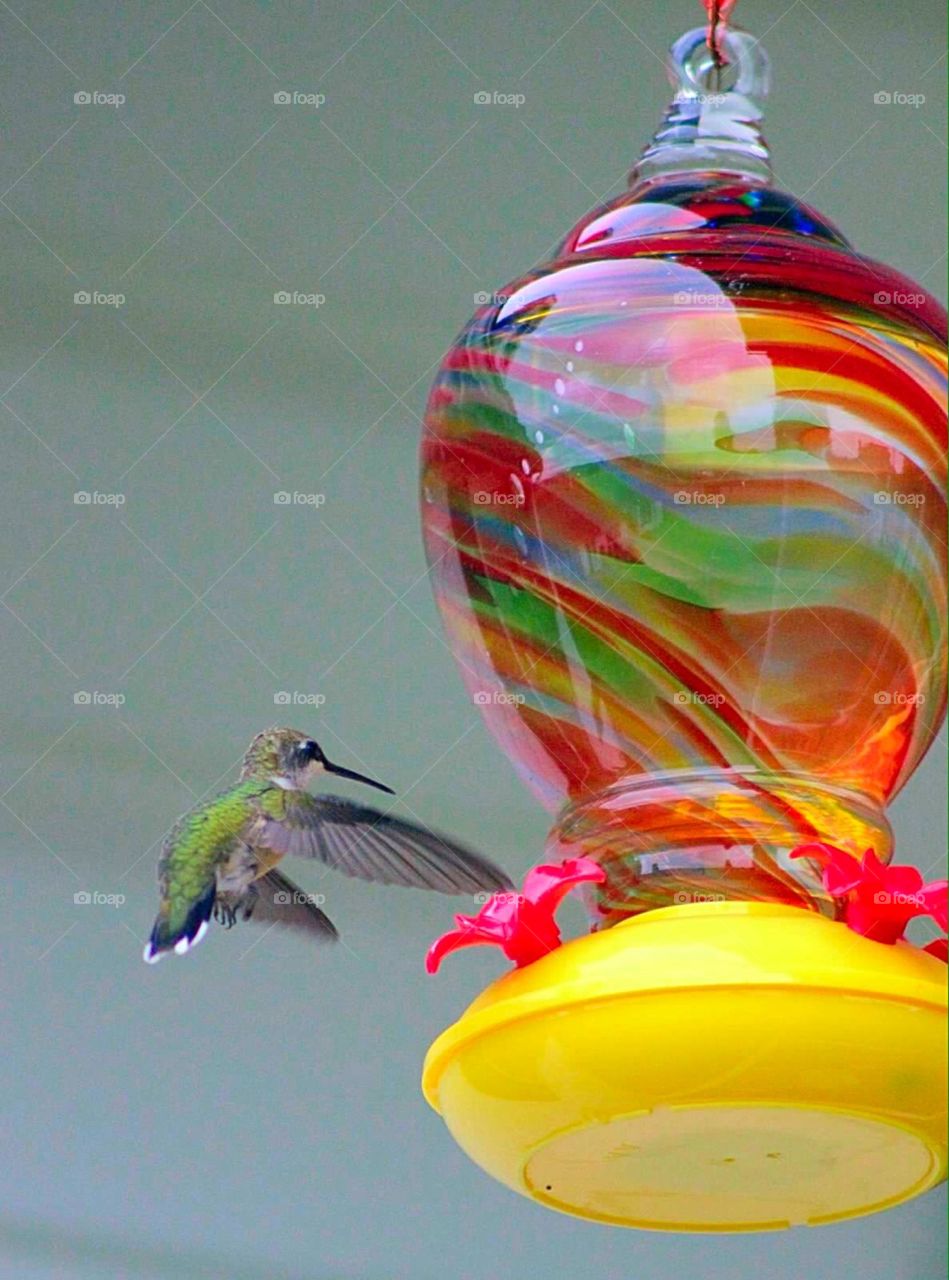 Fluttering Hummer. Hummingbird fluttering into the feeder. 