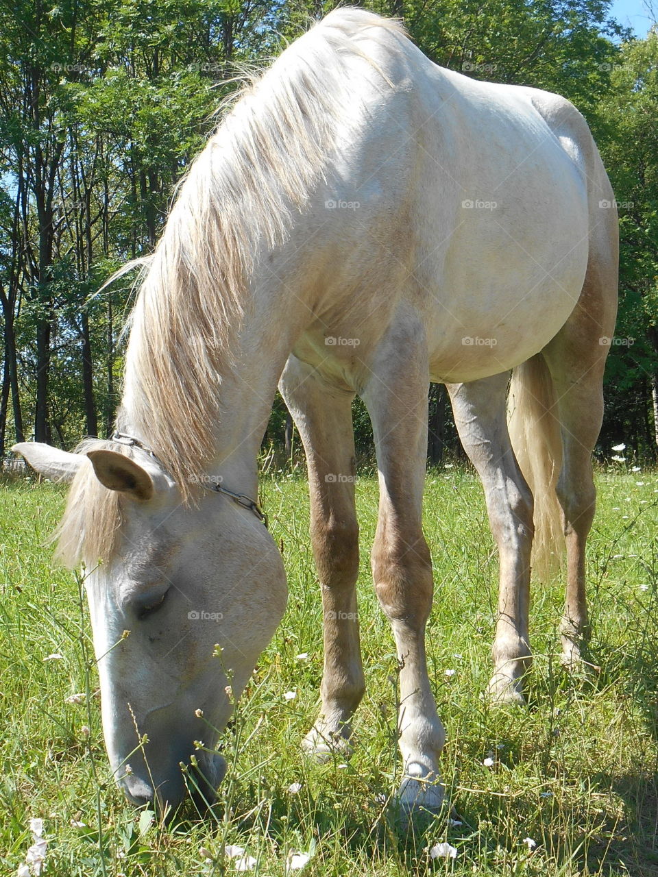 Grass, Pasture, Animal, Mammal, Cavalry