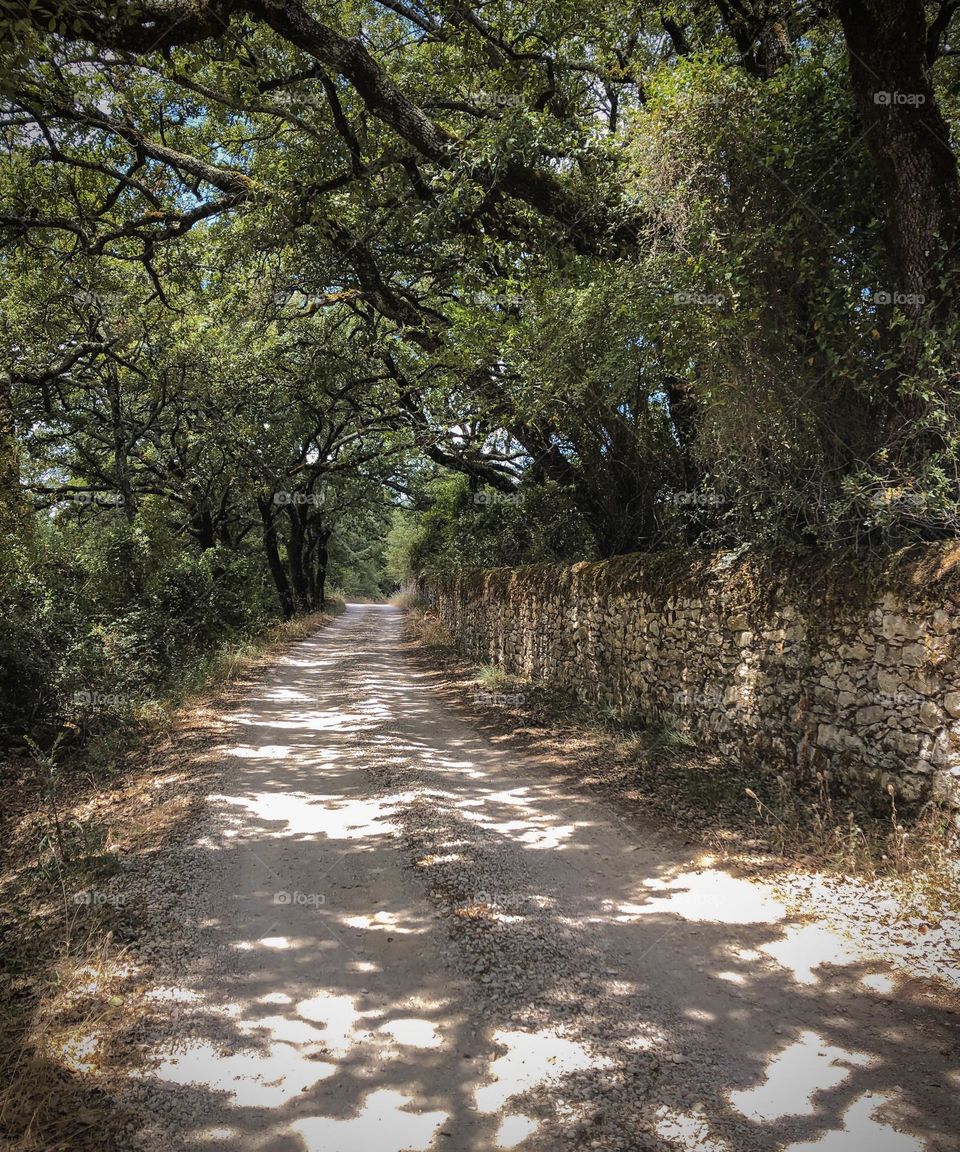 Cork oak trees lean over an old stone wall leaving dappled light on the trail below