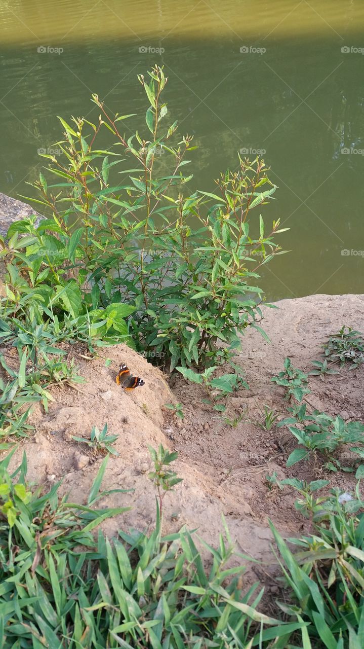 No Person, Leaf, Outdoors, Water, Nature