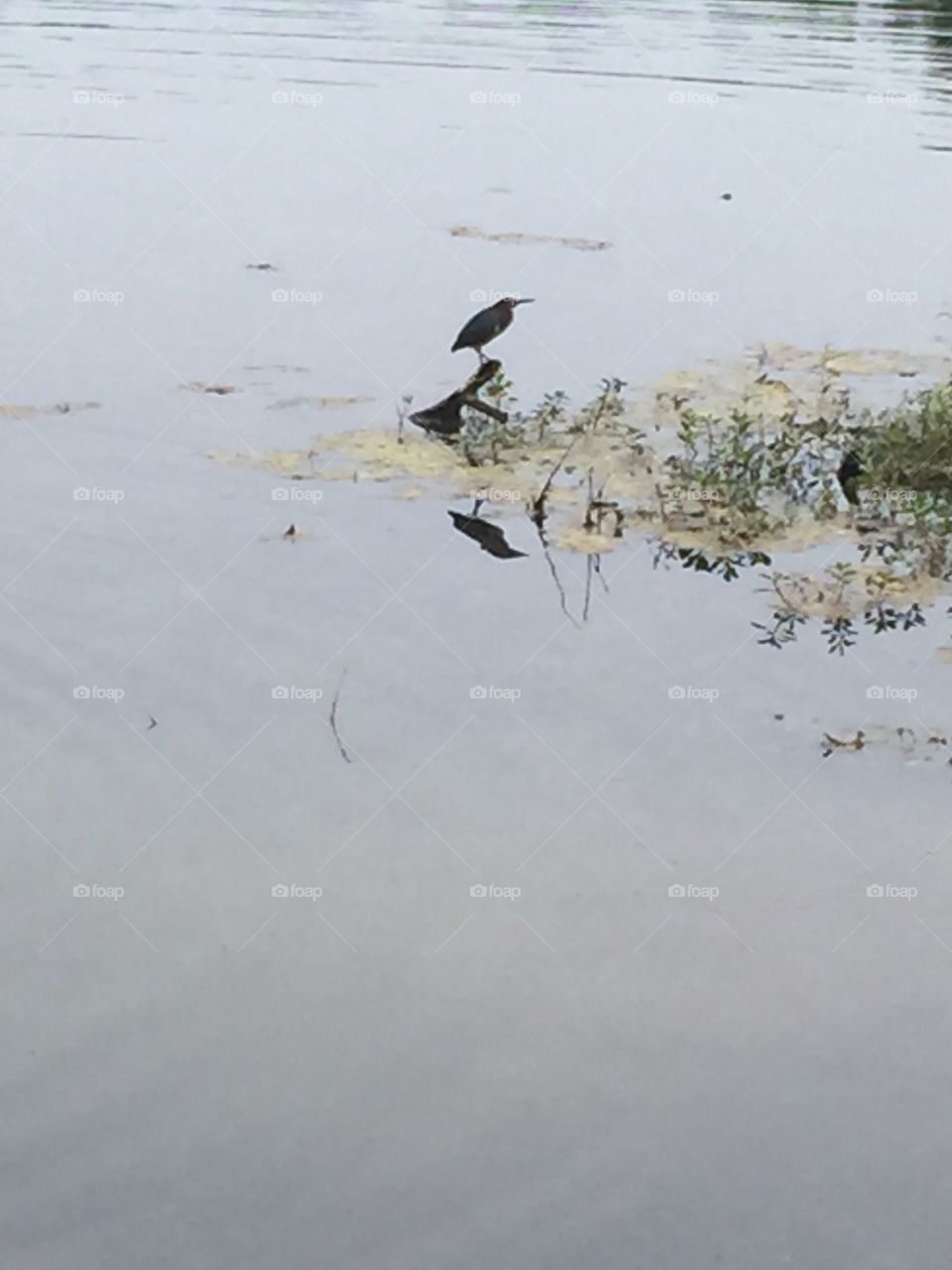 Lake bird