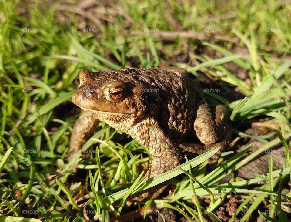 Hello Spring 🐸 Frog in spring 🐸