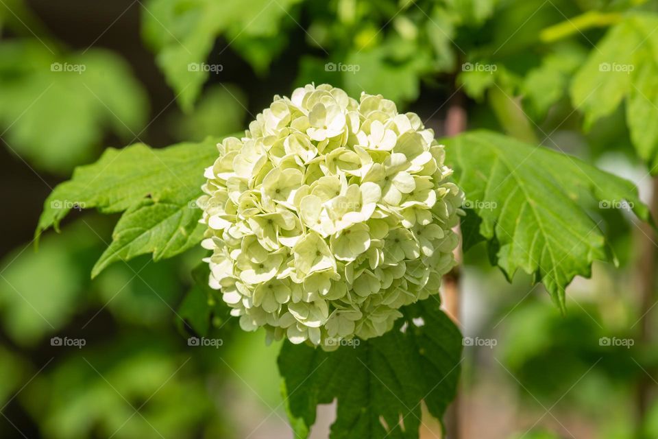 snowball flower