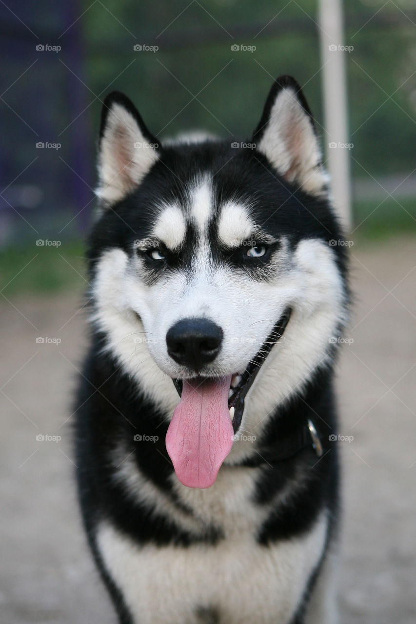 Husky 