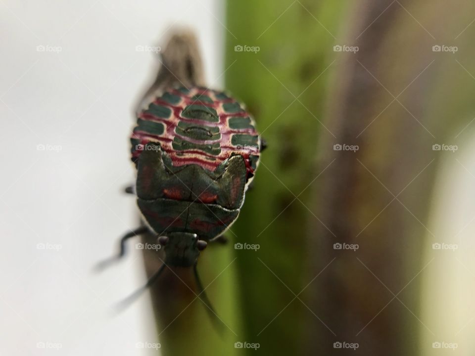 Nice bug | Photo with iPhone 7 + Macro lens.