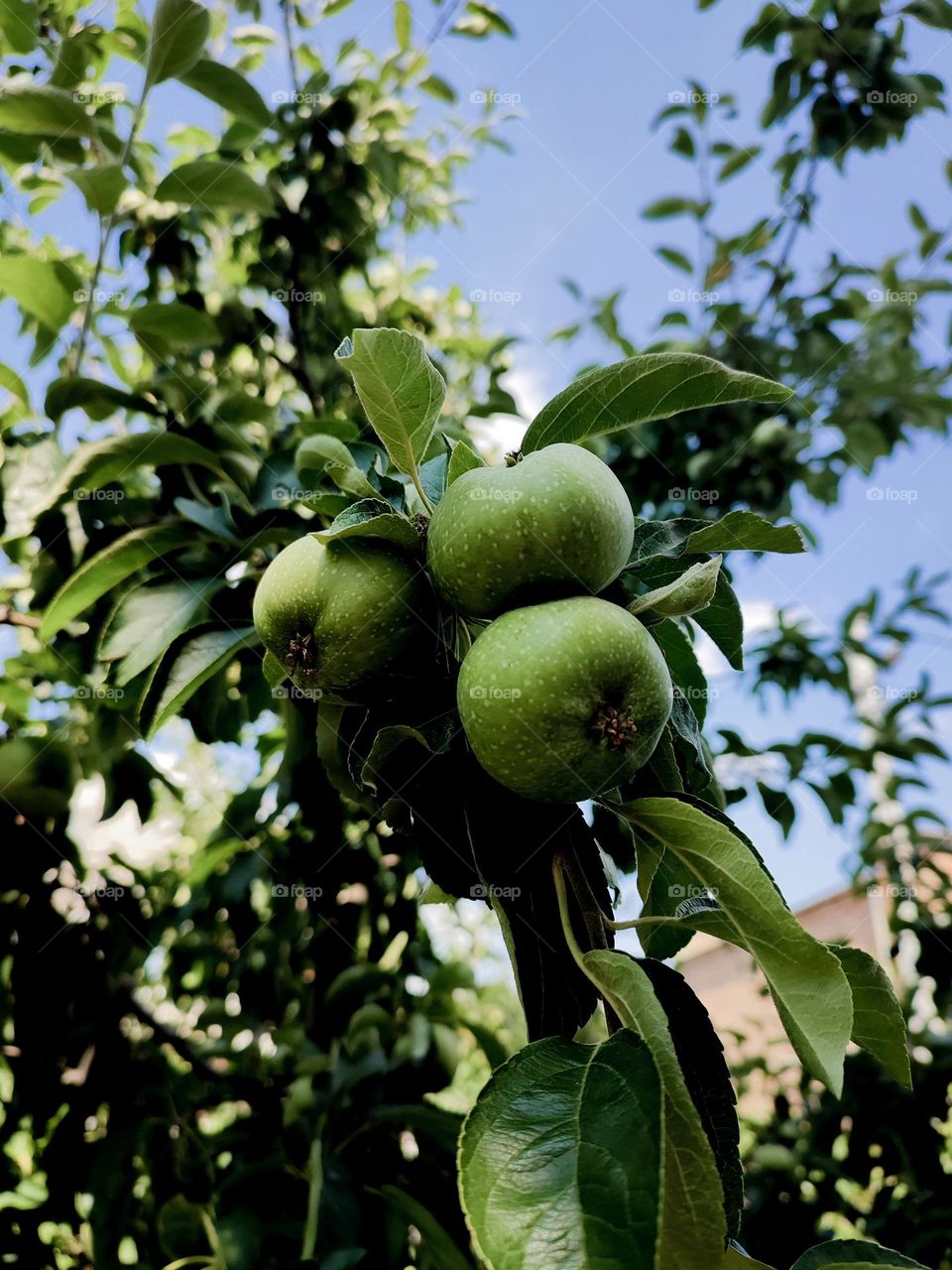 Green apples on the apple tree branch in the city garden. Blue sky and multi storey building at the background. Growing food in the city. Green fruits close up