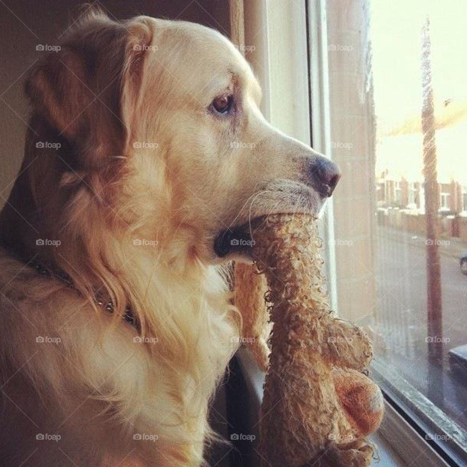 watching pretty dog house by Zita