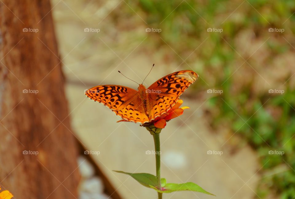 Golden butterfly 