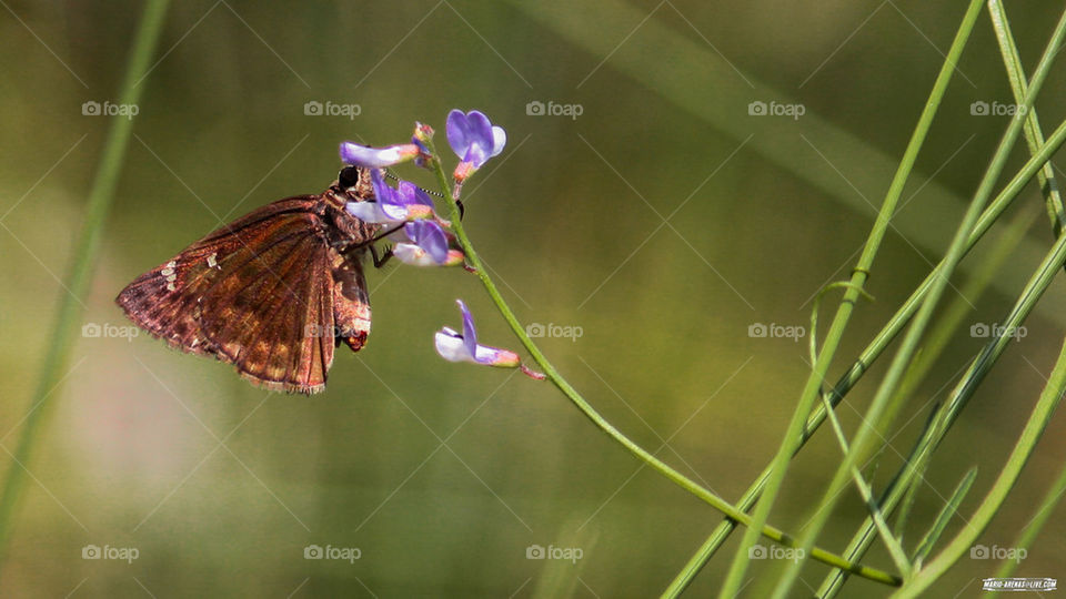 Brown Moss Butterfly