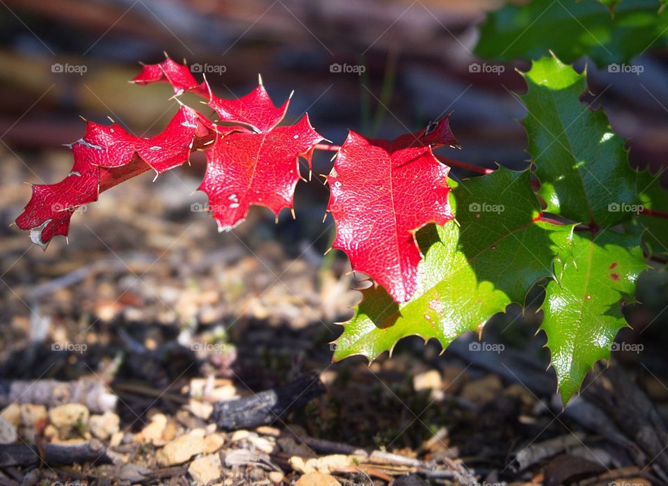 The prickly leaves of Oregon Grape turned shiny red and green in the fall in Western Oregon on a sunny day. 