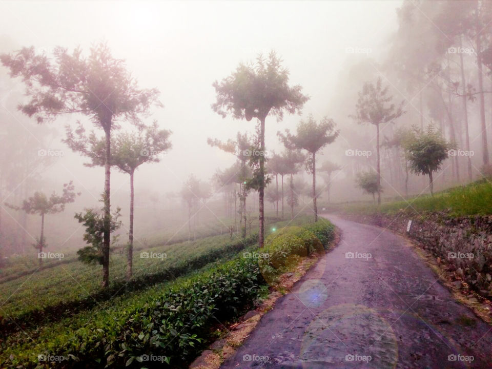 fogy (windy) tea estate in morning sunrise