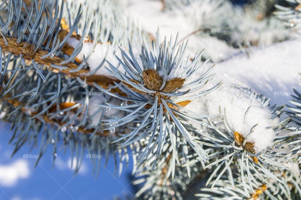 Blooming blue spruce.