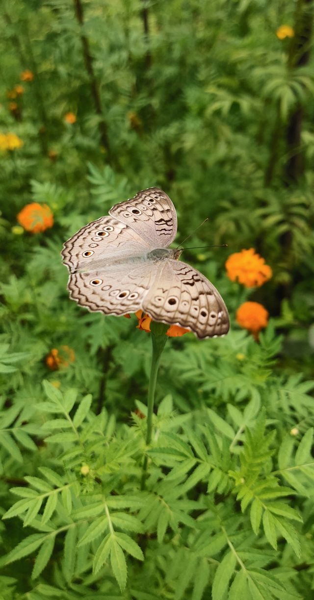 butterflies.....nature's Angels....❤